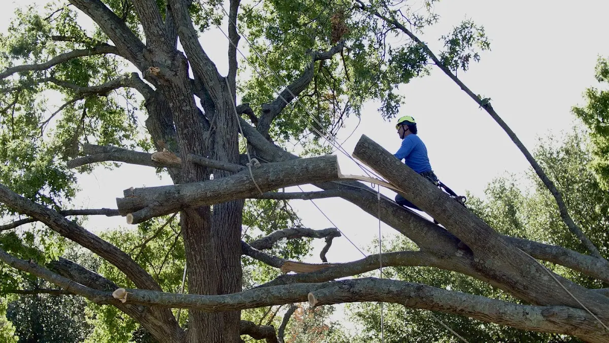 Professional Hazardous Tree Removal performed by certified arborists in Langston